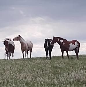 Meet your Posher, Linda